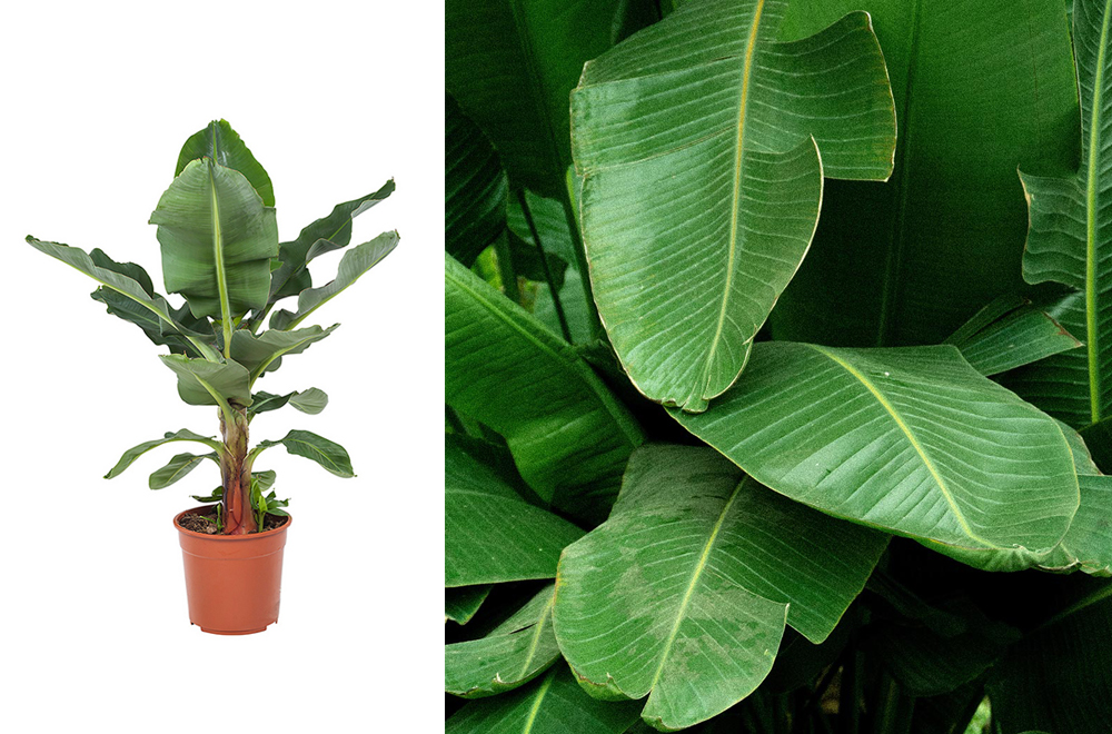 De bananenplant is de perfecte jungle-plant.