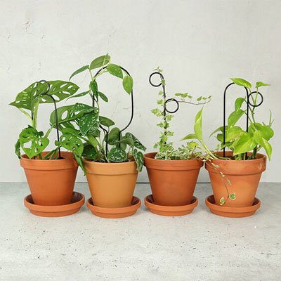 Set van 4 mini plantensteunen