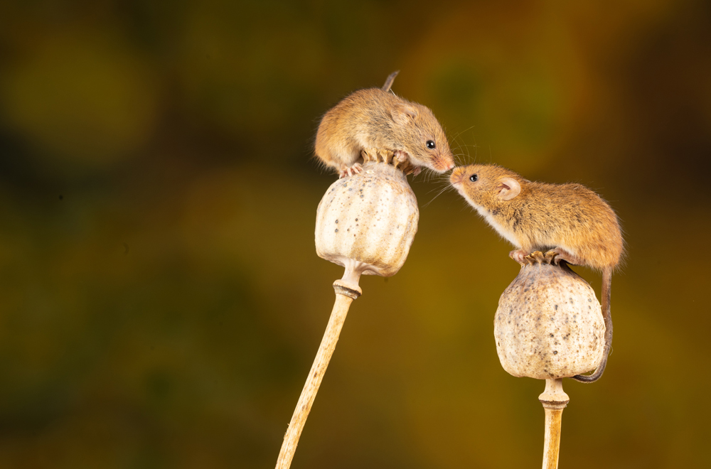 Muizen- of rattenoverlast: symptomen en snelle oplossingen