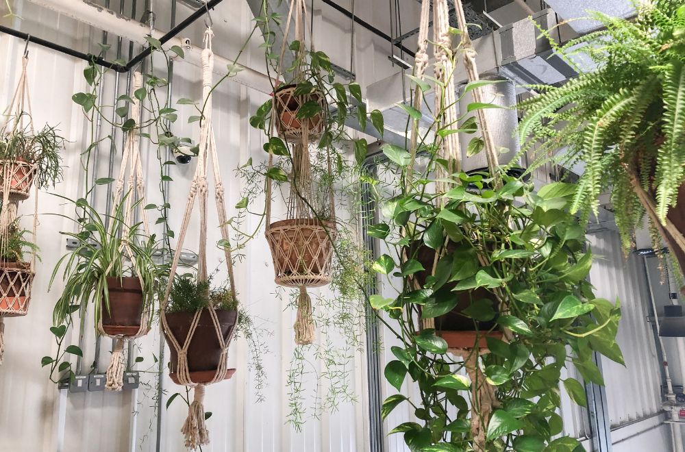 Hang verschillende planten naast elkaar om een plantengordijn te maken