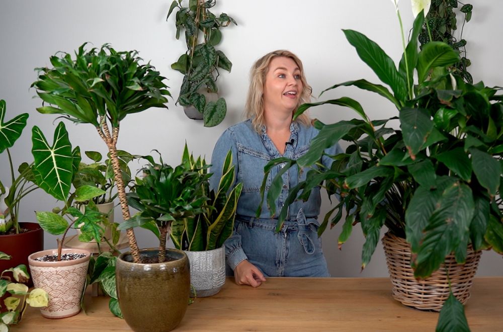 Leer in een online kamerplantencursus van Pucks Planten alles over kamerplanten