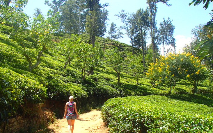 Natuurlijk kan een wandeling door de theevelden van Sri Lanka, het land van de thee, niet ontbreken