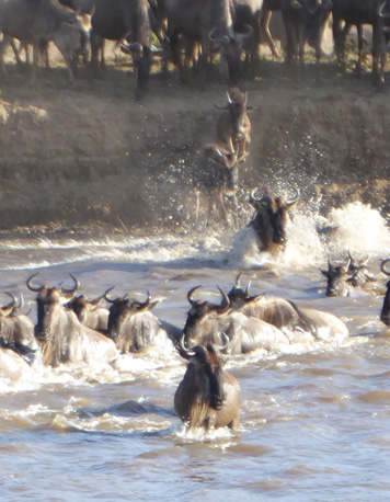 Gnoes steken de Mara-rivier over