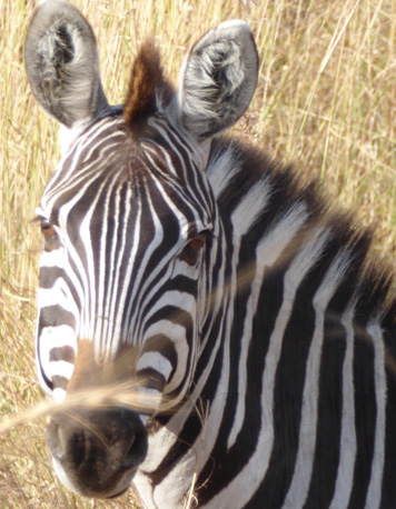 Zebra close-up