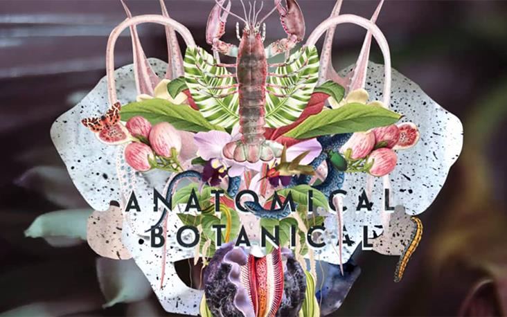 Anatomical Botanical
